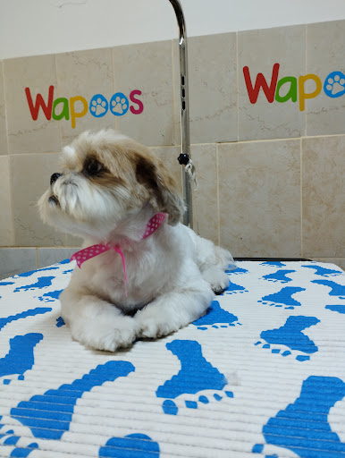 WAPOOS - Estética Canina & Petshop